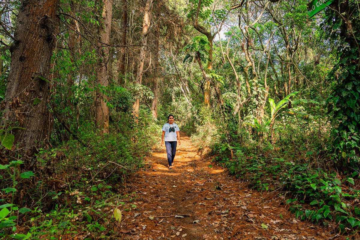 Avistamiento de Aves en San Cristóbal el Alto, Antigua Guatemala